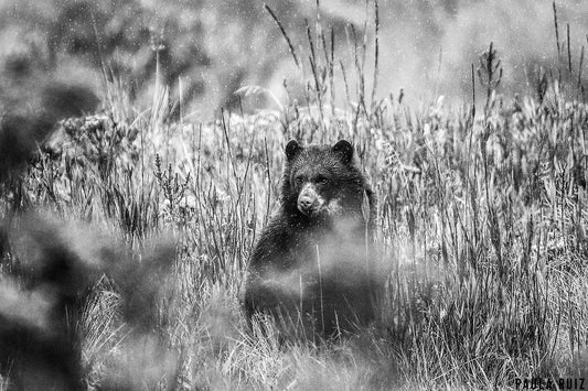 El oso y la lluvia
